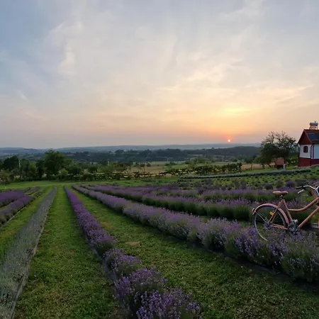 Holiday home Lavanda Carasova Crasova