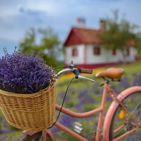 Lavanda Carasova * Crasova