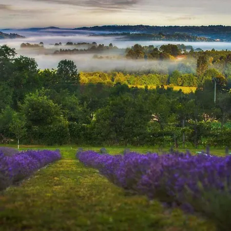 Lavanda Carasova Crasova
